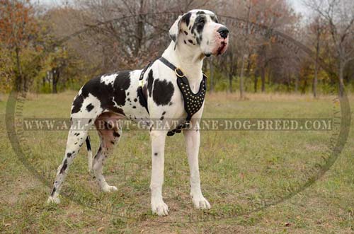 Rust Resistant Leather Harness for Great Dane