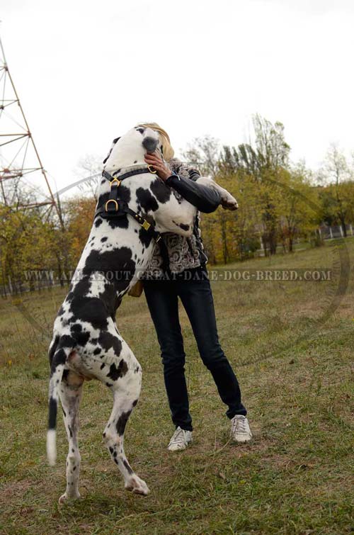 Leather Great Dane Harness with Strong Fittings