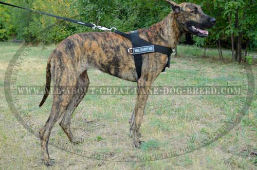 Comfortable Nylon Great Dane Harness