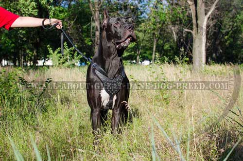 Decorated Leather Great Dane Harness 