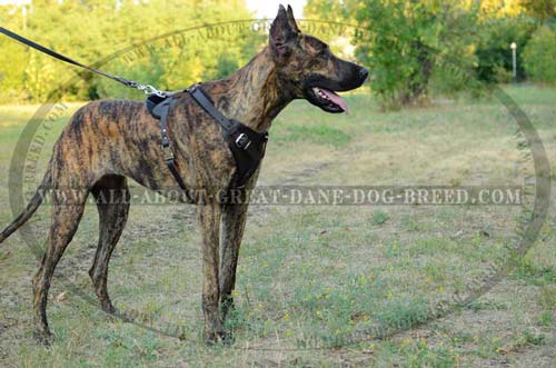 Leather Great Dane Harness with Quick Release Buckle