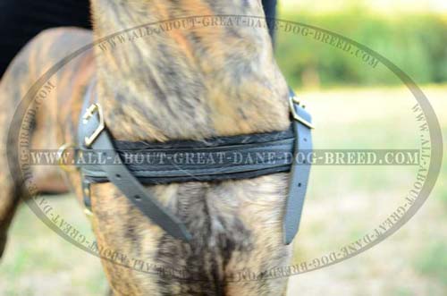 Padded Leather Great Dane Harness