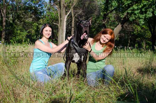 Leather Great Dane Harness with Padded Chest Plate