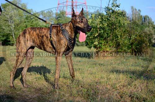 Studded Leather Great Dane Harness