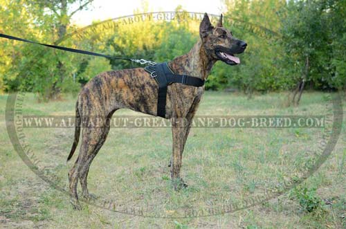 Durable walking nylon Great Dane harness