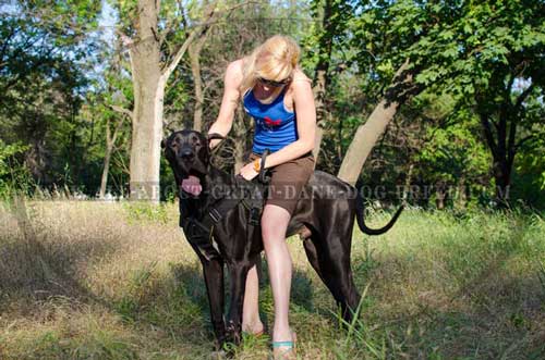 Padded Nylon Great Dane Harness