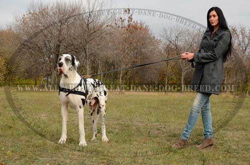 Comfy Padded Leather Great Dane Harness