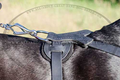 Padded Leather Great Dane Harness 