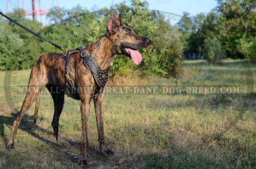 Leather Great Dane Harness with Studs