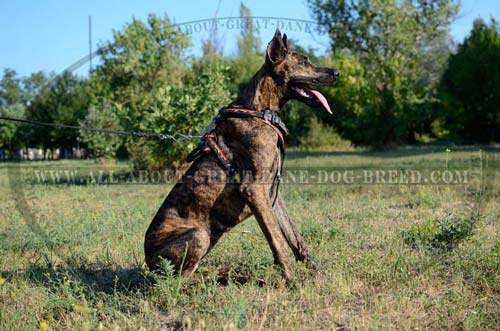 Walking Painted Leather Great Dane Harness