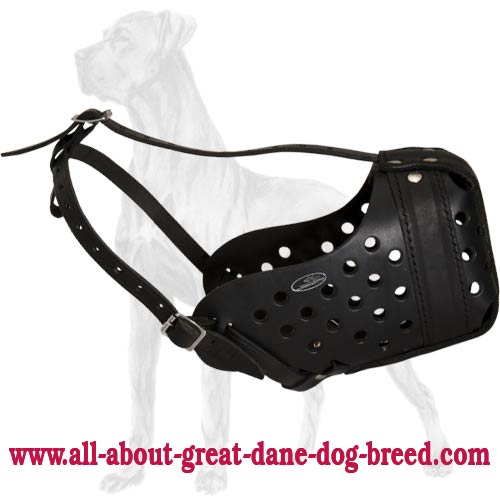 Great Dane Training Leather Muzzle