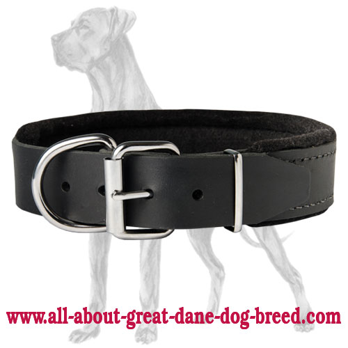 Top Quality Padded Leather Collar for Great Dane
