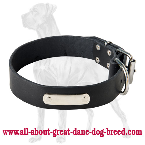 Amazing Leather Collar with ID Tag for Great Dane