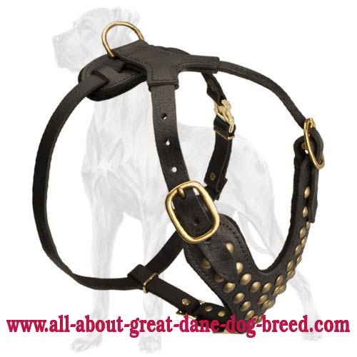 Sikllfully Studded Leather Canine Harness For Great Dane