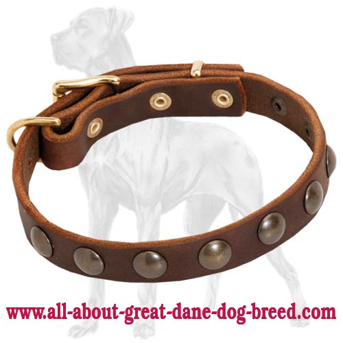Studded Leather Great Dane Puppy Collar | Rustproof Fittings