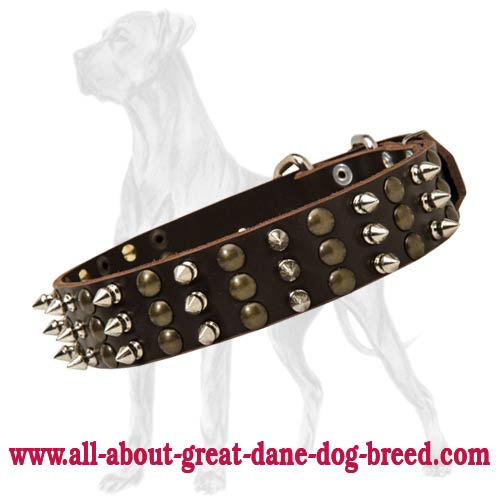 Safe Great Dane Leather Collar | Brass and Spikes