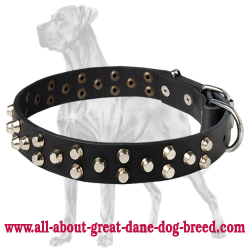 Great Dane Studded Leather Collar | Nickel-Plated Pyramids