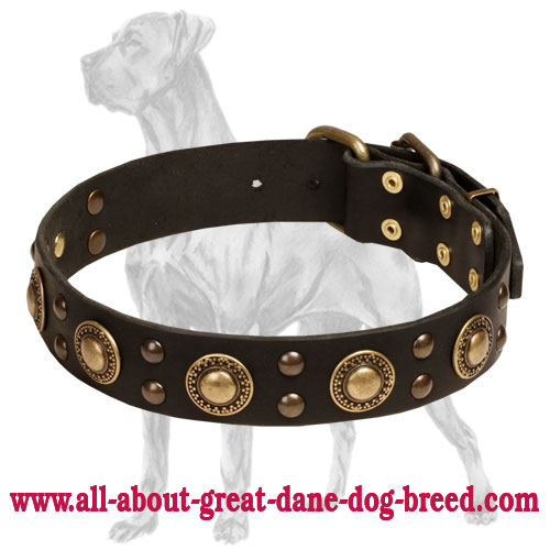 "Mystery is Inside" Leather Collar for Great Dane with Brass Conchos and Studs