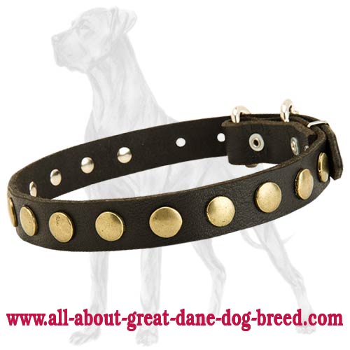 Studded Leather Great Dane Collar
