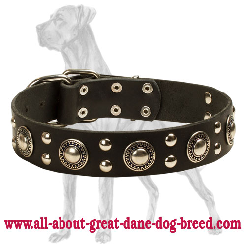 Elegant Leather Great Dane Collar with Nickel Plated Conchos and Studs