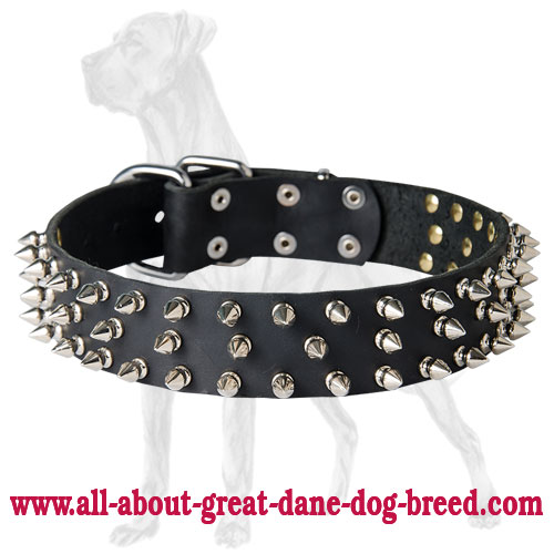 Tremendous Great Dane Collar with 3 Rows of Nickel Plated Spikes