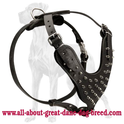 Leather Great Dane Harness with Nickel Plated Spikes