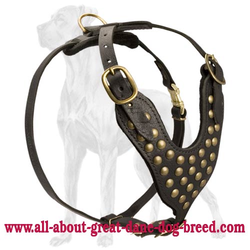 Wonderful Studded Leather Great Dane Harness
