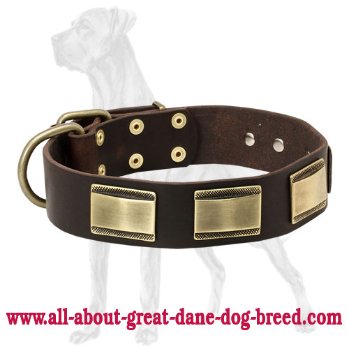 Leather Great Dane Collar with Brass Plates
