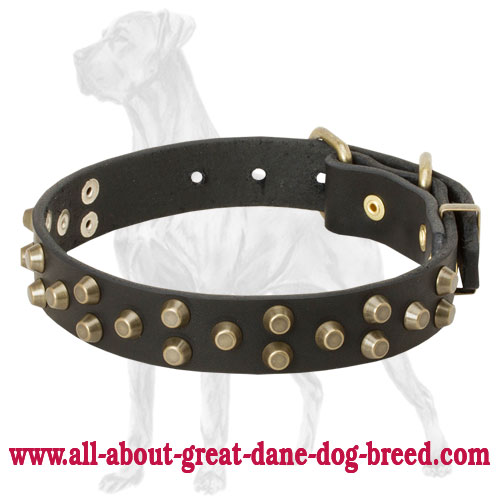 Studded Leather Dog Collar for Great Dane