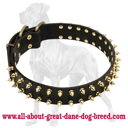 Spiked Leather Great Dane Collar with Brass Hardware