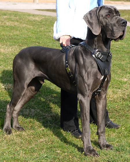 Heavy-Duty Leather Great Dane Harness with Padded Chest Plate