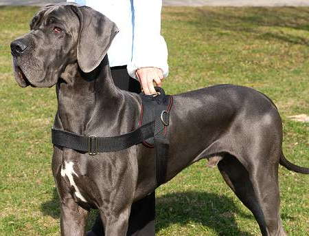 great dane collars and leads