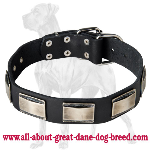 Wonderful Leather Collar with Nickel Plates for Great Dane