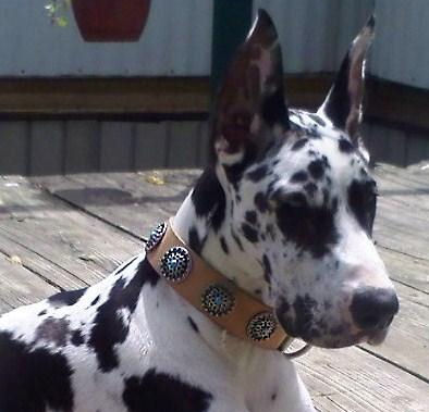Designer Leather Great Dane Collar with Silver Plated Circles with Blue Stones