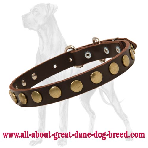 Stunning Leather Collar with Brass Plates for Great Dane