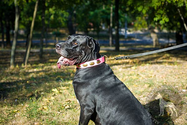 Great Dane leather leash with rustless brass plated hardware daily-walks