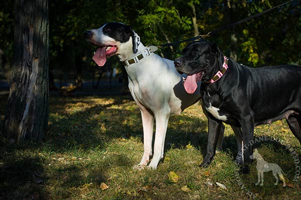 Great Dane leather leash with reliable brass plated hardware perfect-control