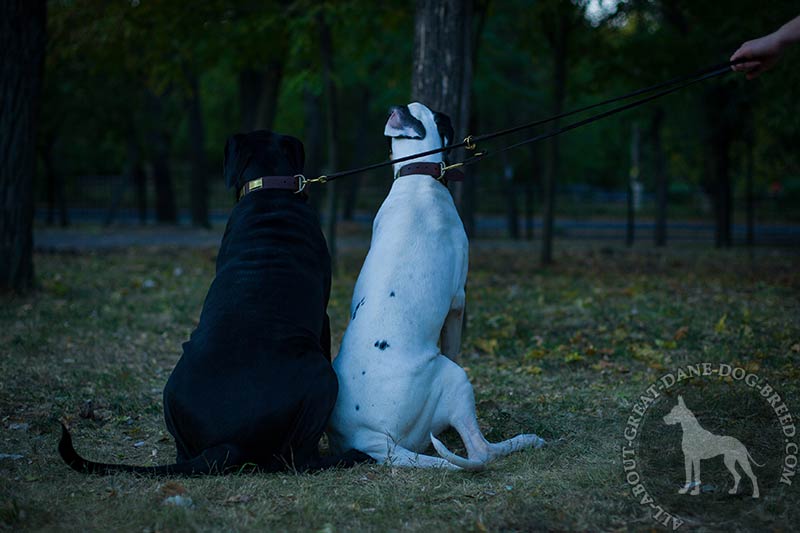Multifunctional Leather Great Dane Leash with 2 Snap Hooks [L1131094