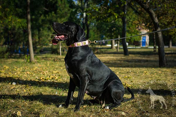 Great Dane leather leash with rust-resistant brass plated hardware perfect-control