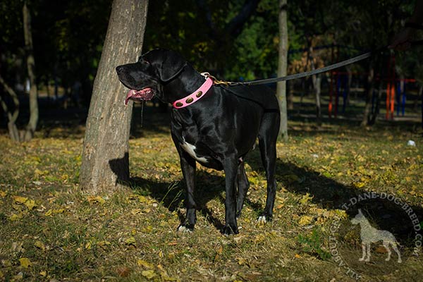 Great Dane leather leash with rust-proof brass plated hardware improved-control