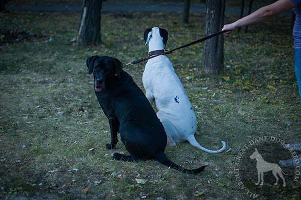 Great Dane leather leash of genuine materials brass plated hardware daily-activity