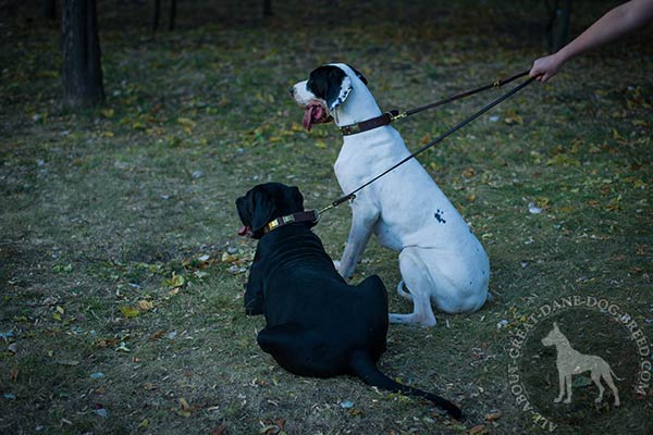 Great Dane leather leash with non-corrosive hardware for-any-activity