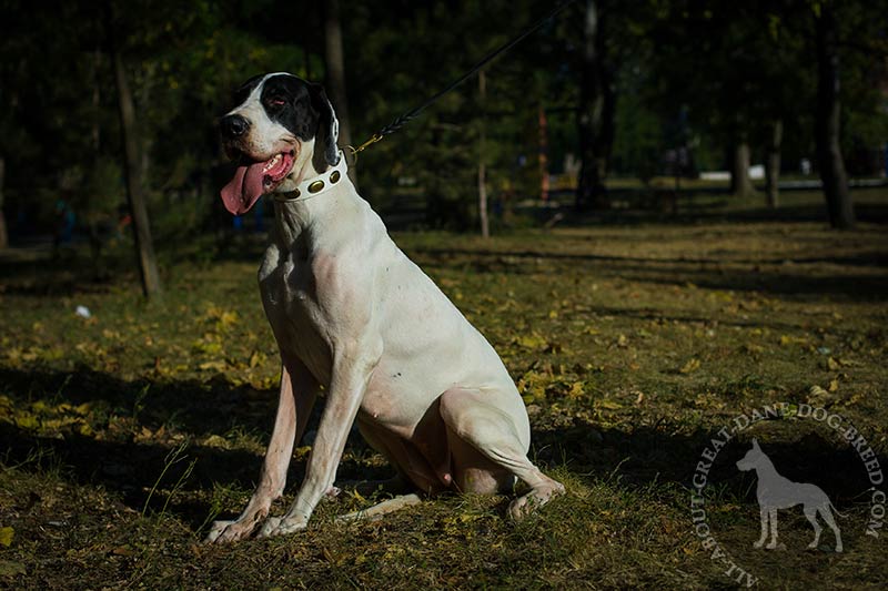 Great Dane Show Leather Leash [L3101094 10 mm Leather dog leash