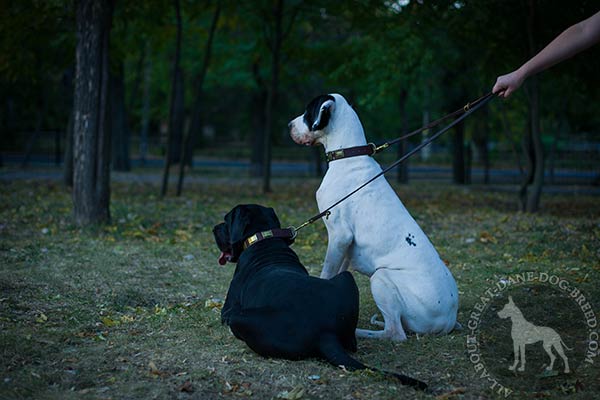 Great Dane leather leash of braided design with brass plated hardware better-comfort