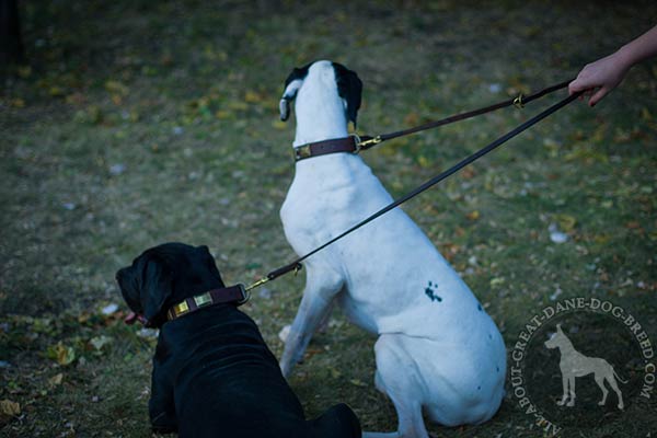 Great Dane leather leash of classy design brass plated hardware improved-control