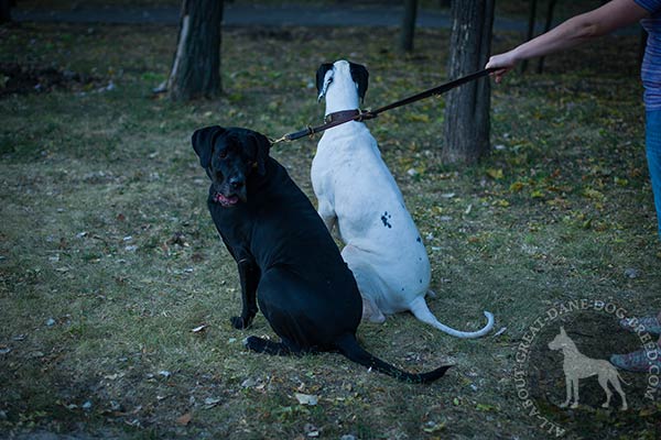 Great Dane leather leash of high quality hardware safe-walking