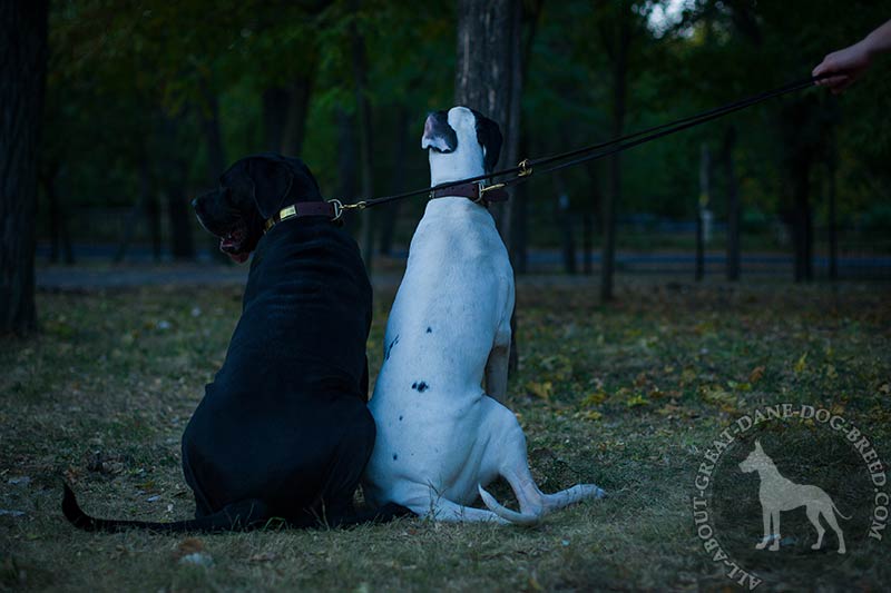 Multifunctional Leather Great Dane Leash with 2 Snap Hooks [L1131094