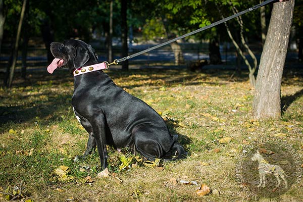 Great Dane leather leash with strong handle quality-control