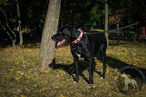 Great Dane leather leash with durable hardware daily-walks