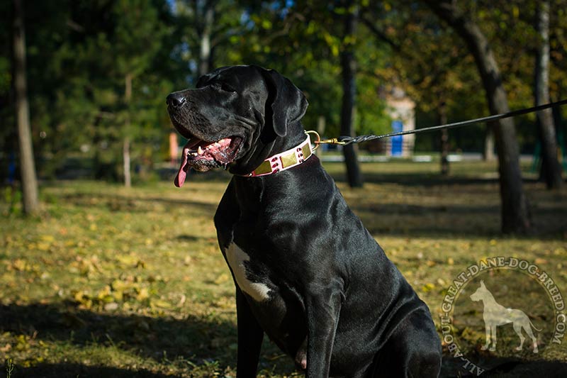 Handcrafted Braided Leather Dog Leash for Great Dane [L3201094 Leather